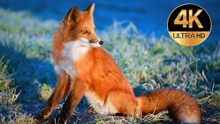 Голоса и звуки диких животных Европы 4K Ultra HD