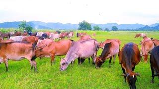 Sapi Lucu Sedang Makan Rumput, Suara Sapi Betina Memanggil Jantan, Cow Videos