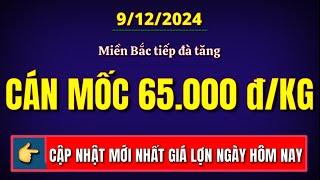 Giá heo hơi hôm nay ngày 9/12/2024 || Miền Bắc tiếp đà tăng cán mốc 65.000 đồng/kg