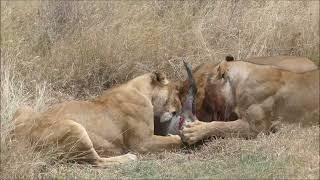 Graphic Video Warning - African Lions consume live warthog followed by buffalo carcass. 4K