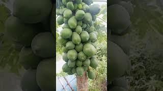 #shorts #papaya #trending #plz_subscribe_my_channel