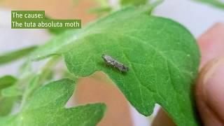 Tuta Absoluta: a moth destroys the tomato harvest