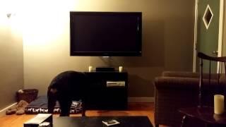 Perro intenta encender la TV usando una PlayStation 4