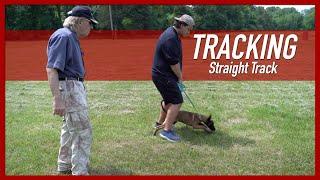 How to Teach Your Dog a Straight Track