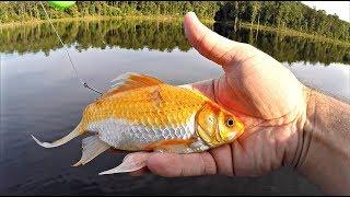 Giant Goldfish Catches 17 lb Bass!! (State Record)