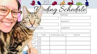 Here's a perfect cat feeding schedule