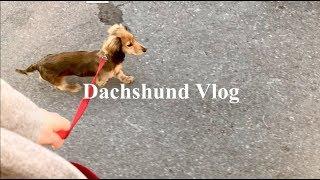 Day in the LIFE OF MY DACHSHUND PUPPY || vlog