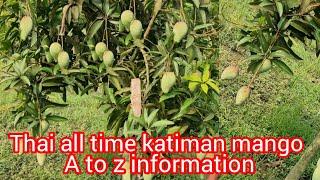 Thai all time mango katimani plant available all India plant supply hol sal price  Kabir nursery