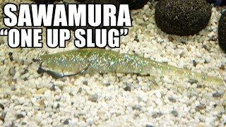 Sawamura: One Up Slug! Lure action on a Weighted Offsethook! Underwater! Full HD