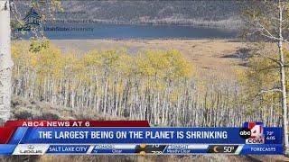 Pando Aspen Clone is Being Torn into Three Seperate Forests 6pm