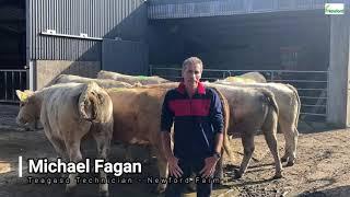 Drafting and Sale of Newford Farm Beef Heifers