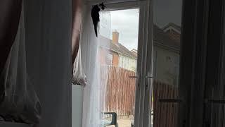 Crazy kitty #funny #spidercat #crazykitty #kitten