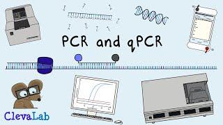 What is PCR and qPCR? | PCR Animation