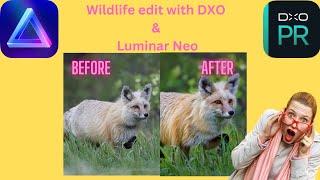 Discover Luminar Neo Editing for Wildlife Fox Photography