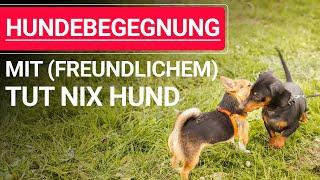  Stephanie Salostowitz: Hundebegegnungen mit (freundlichem) tut nix Hund ️