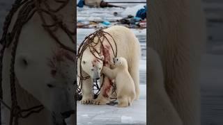 A heartfelt tale of sailors rescuing a severely injured mother polar bear trapped in a net#polarbear