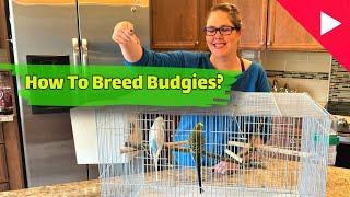 Budgie Breeding | Everything You need to know