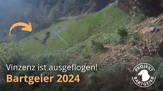 Vinzenz ist ausgeflogen! | LBV Bartgeier 2024