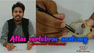 Atlas vertebrae anatomy || Atypical cervical vertebrae ||  Bangla Demonstration