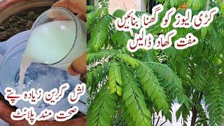 Free Organic Fertilizer for Curry Leaves | Curry Leaf Plant Care | How to Make Curry Plant Bushier