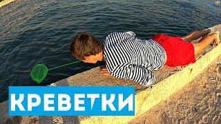 Как поймать креветку в море # Как и чем быстро наловить королевских креветочек