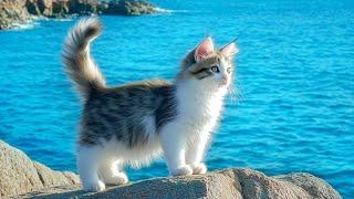 Beautiful Relaxing Music For Cat - Peaceful Harp Music That Cats Love - Relax With Ocean Wave Sound