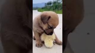 another video of a cute sleepy boy but with a little chick Animals Home