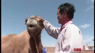 Camel walks 100km over 7 days to find former owner (Mongolia) - BBC News - 27th July 2020