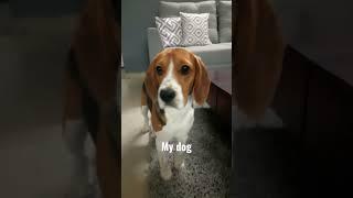 is he like a cat.... #dog #zach #animal #zack #puppy #beagletales #wildanimal #funny #beagleclub