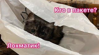 Котёнок Лохматик и пакет! А Вы любите сидеть в пакетах?