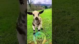 #funnyvideo #funnyanimals #adorable #fun #cool #goats #topanimalhub #topvideos