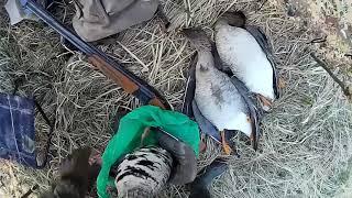 НА ГУСЯ С ДУХОВЫМ МАНКОМ / ГУСЬ АКТИВЕН / hunting with a decoy for a goose @rybalka-s-ohotoj