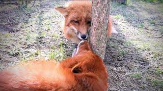 Perfect Relationship Between Foxes - Alfie and Foxie