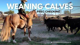 Fall Weaning has started #ranch #cowboys #horse