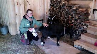 ESTONIAN OPEN AIR MUSEUM WITH NO GERMAN SHEPHERD