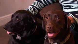 CAUGHT ON CAM: Hero dogs save owner's life