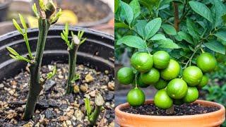 Lemon Tree Propagation Techniques At Home For Beginners