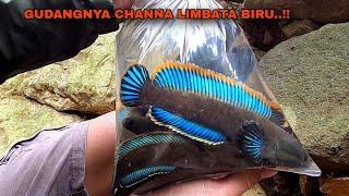 BERUNTUNG..!! Menemukan Gudangnya Channa Limbata Berwarna Biru || Cara Mencari Ikan Channa Limbata