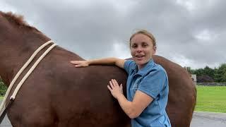 Equine Back Massage Cross Fiber Technique