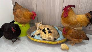 Experienced kittens are teaching young hens and roosters how to take better care of their chicks!