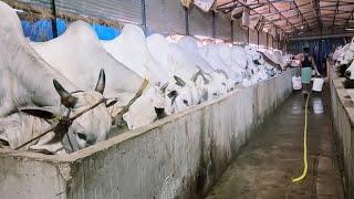 ️ Yasir Dairy Farm ️ All range of Cow’s, Ox’s & Bull Available ️ Uluberia Near Birshibpur Haat ️