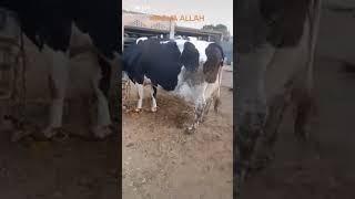 38kg milk cow