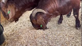 Kalahari Red Goat Import Group