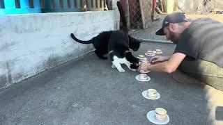 Feeding the Feral Cats - Will Baby Blue Forgive Me?