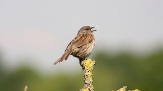 Dunnock