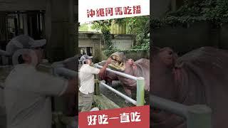 沖繩河馬吃播 好吃一直吃｜壹蘋新聞網 #shorts