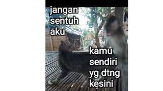 monyet sagne sama suka kucing