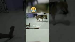 sl funny clips| Dog funny video