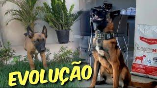 Crescimento Do Magnum Malinois Bora Brasil