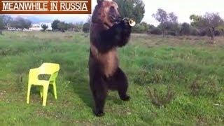 Russian Bear Shows Off His Amazing Tricks
